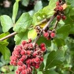 Rhus aromatica Плод