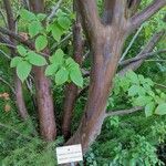 Stewartia pseudocamellia Cortiza