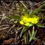 Ranunculus alismifolius Habit