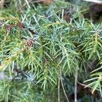 Juniperus formosanaपत्ता