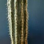 Pilosocereus alensis Hábito