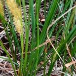 Carex rostrata Levél