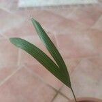 Howea forsteriana Hoja