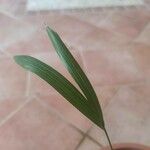 Howea forsteriana Blatt