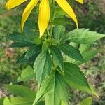 Rudbeckia laciniata برگ