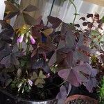 Oxalis triangularis A. St.-Hil. Leaf