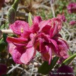 Grayia spinosa Flower