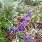 Trichostema lanatum Flor
