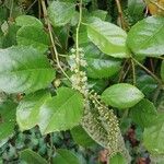 Itea ilicifolia Ліст