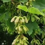 Acer pseudoplatanus 果實