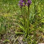 Dactylorhiza traunsteineri Hábito