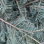 Abies concolor Feuille