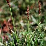 Carex pyrenaica Altro