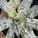 Cryptanthus zonatus List
