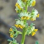 Reseda arabica Flower