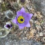 Pulsatilla grandis Flor