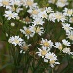 Solidago ptarmicoides 花