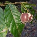 Hirtella triandra Лист