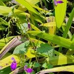 Brillantaisia lamium ശീലം