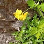 Ranunculus thora Flor