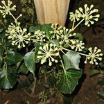 Hedera helixᱵᱟᱦᱟ