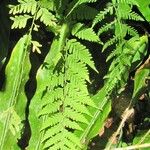 Dryopteris patula Leaf