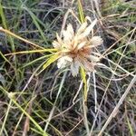 Cyperus niveus Kvet