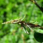 Indigofera hendecaphylla 果實