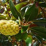 Magnolia grandiflora Fruit