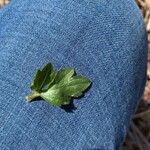 Ranunculus hispidus Leaf