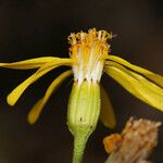 Senecio spartioides Цветок