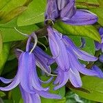 Hyacinthoides × massartiana फूल
