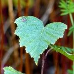 Betula pubescens برگ