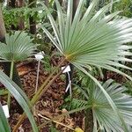 Latania lontaroides Natur