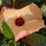 Hibiscus heterophyllus Kvet