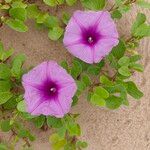 Ipomoea pes-capraeЦвят