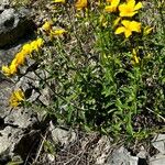 Linum flavum Elinympäristö