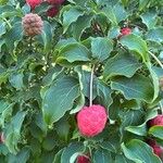 Cornus kousa برگ