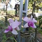 Dendrobium spp. ফুল