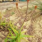 Aloe camperi Habitatea