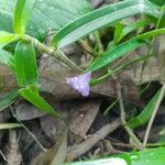 Cyanotis axillaris Flower