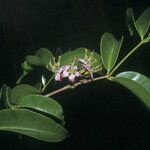 Mouriri guianensis Flower