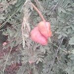 Prosopis farcta Fruchs