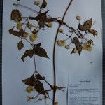 Clematis connata Otro