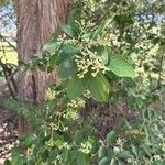 Cotoneaster glaucophyllus Vrucht