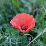 Papaver argemone Fula