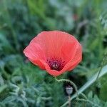 Papaver argemone Kvet