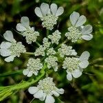 Caucalis platycarpos Flower