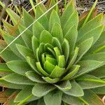 Paepalanthus alpinus Leaf