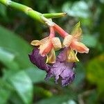 Ischnosiphon gracilis 花
